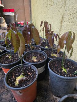 Mango Trees
