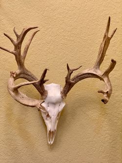 Deer horn