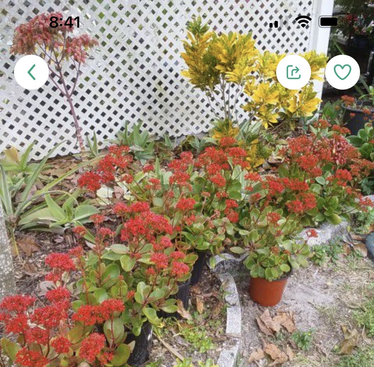 BLOOMING CALANHOE PLANTS IN POTS FOR SALE