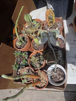 Cactus & succulent 13 bundle