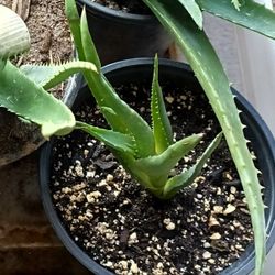 Aloe Vera 6"