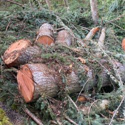 Firewood