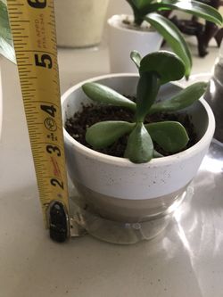 Plant