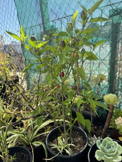 Chile De Bolita