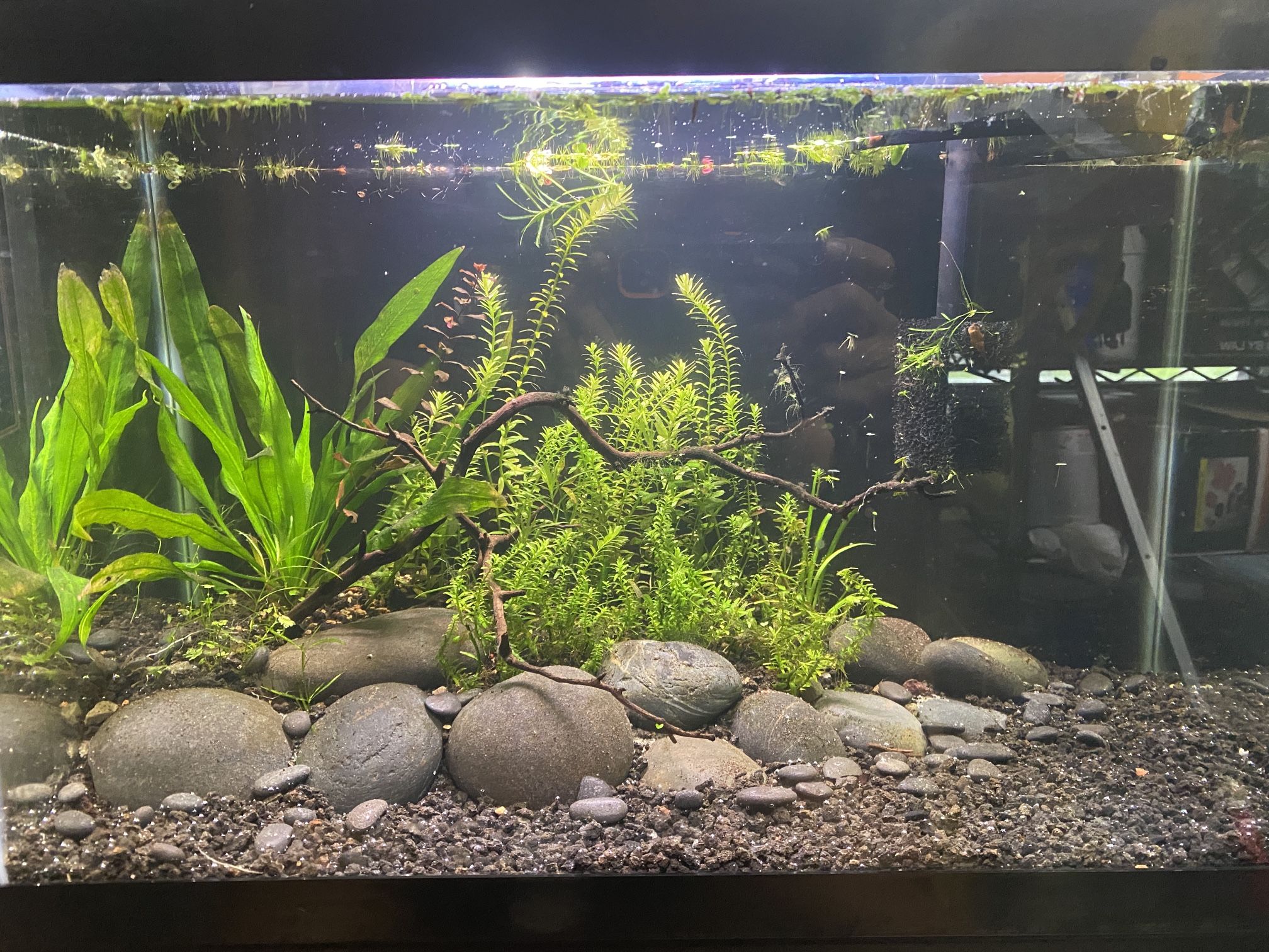 10 Gallon Aquascaped Planted Aquarium Fish Tank