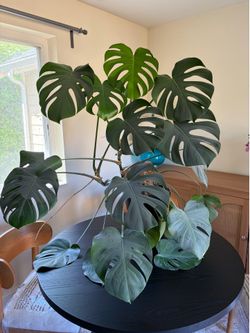 House Plants Lot