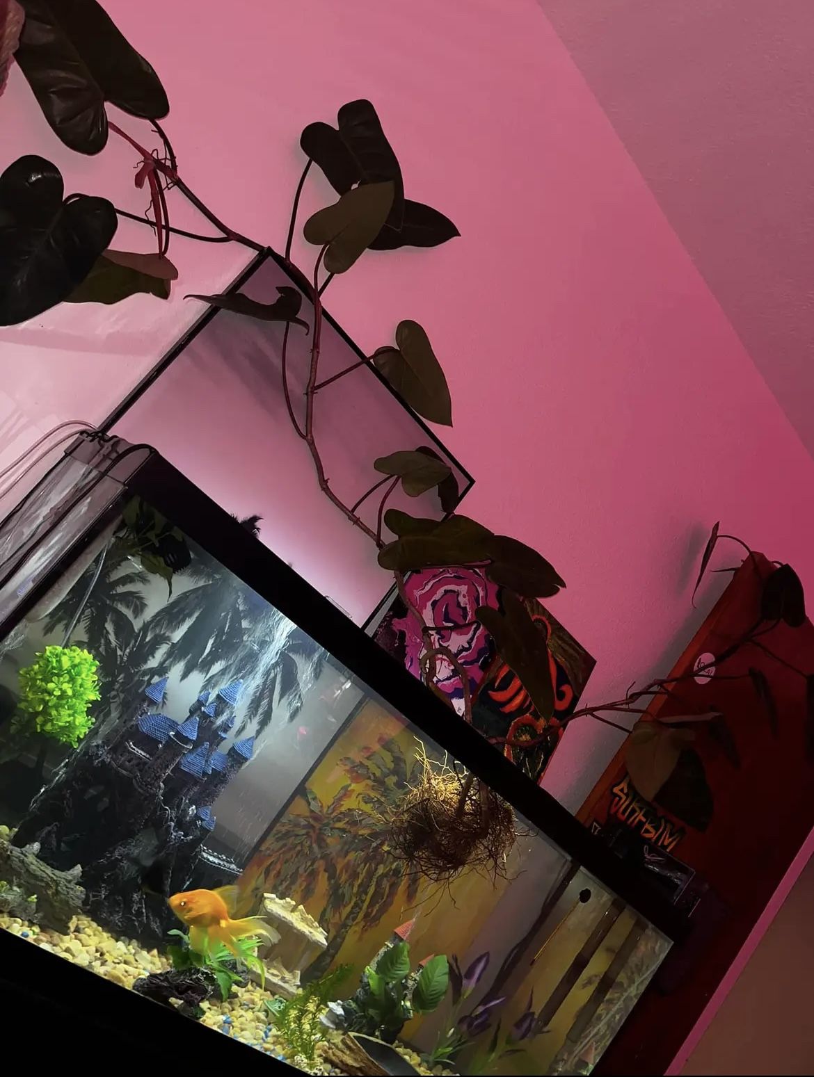 60 Gallon Fish Tank & Stand