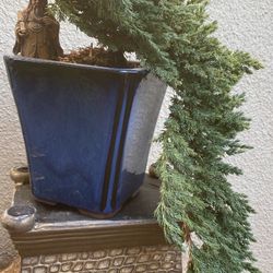 Bonsai Plants On Sale $60 Each Many To Choose From