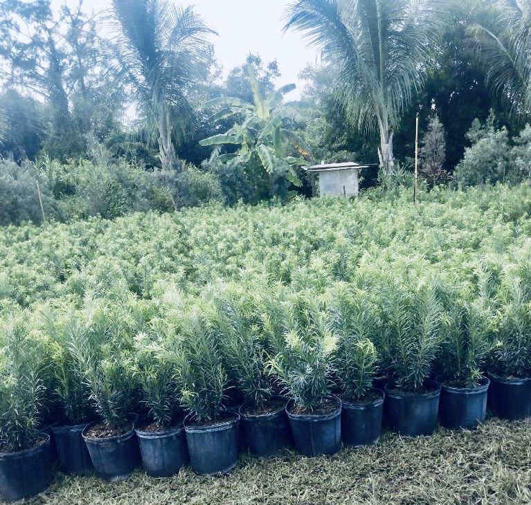 Podocarpus Privacy Plant 7g full size