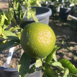 5 Gallon Size- Tangerine Trees- Lemon Trees- Lime Trees- Orange Trees- Grapefruit Trees 