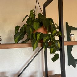 Variegated plant with terracotta pot