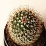 Small Cacti In Pot