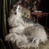Borzoi