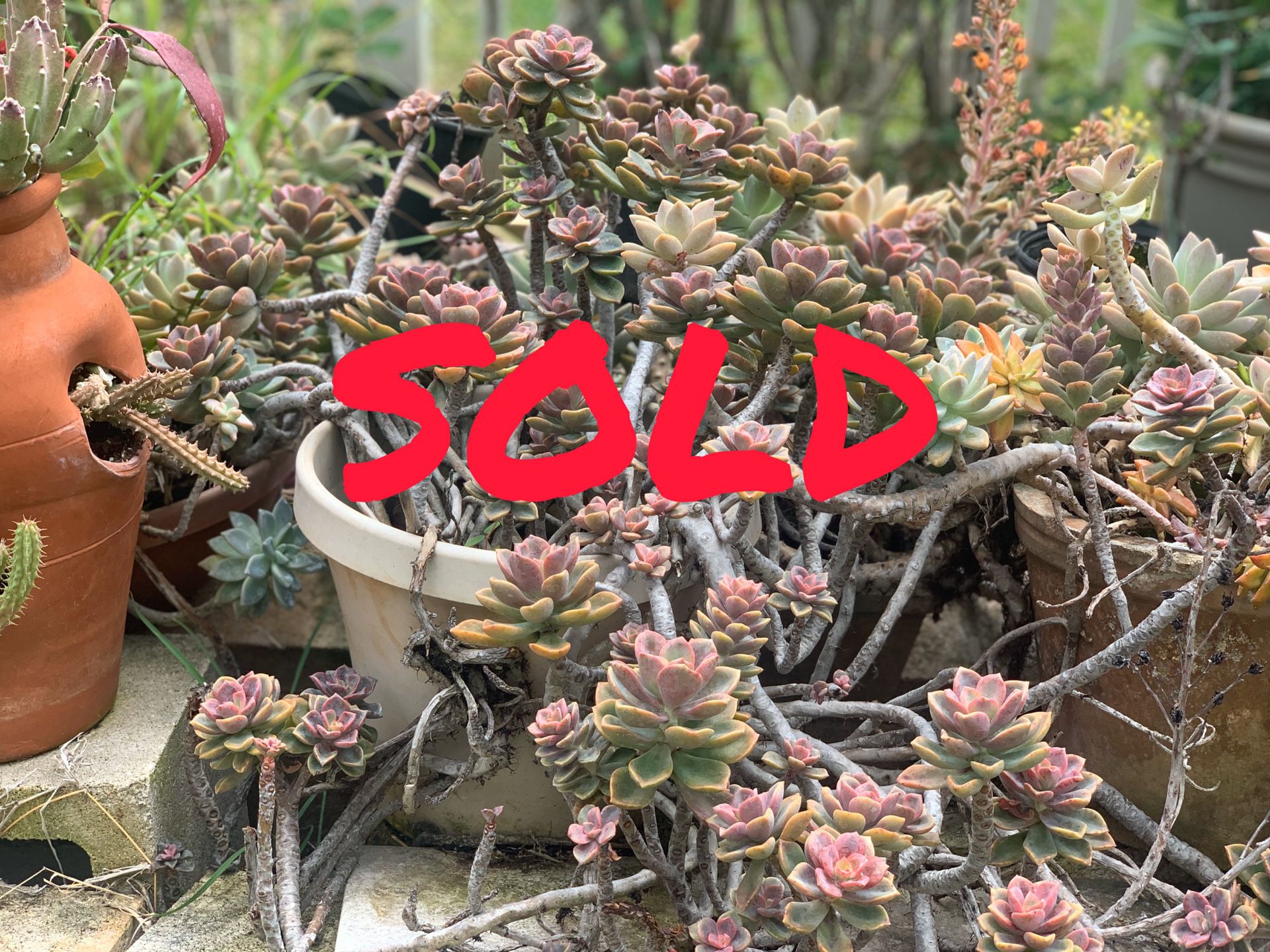 Succulents, Cacti, Airplants and so much more!