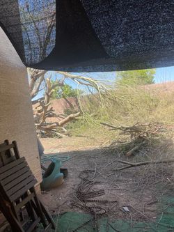 Tree disposal