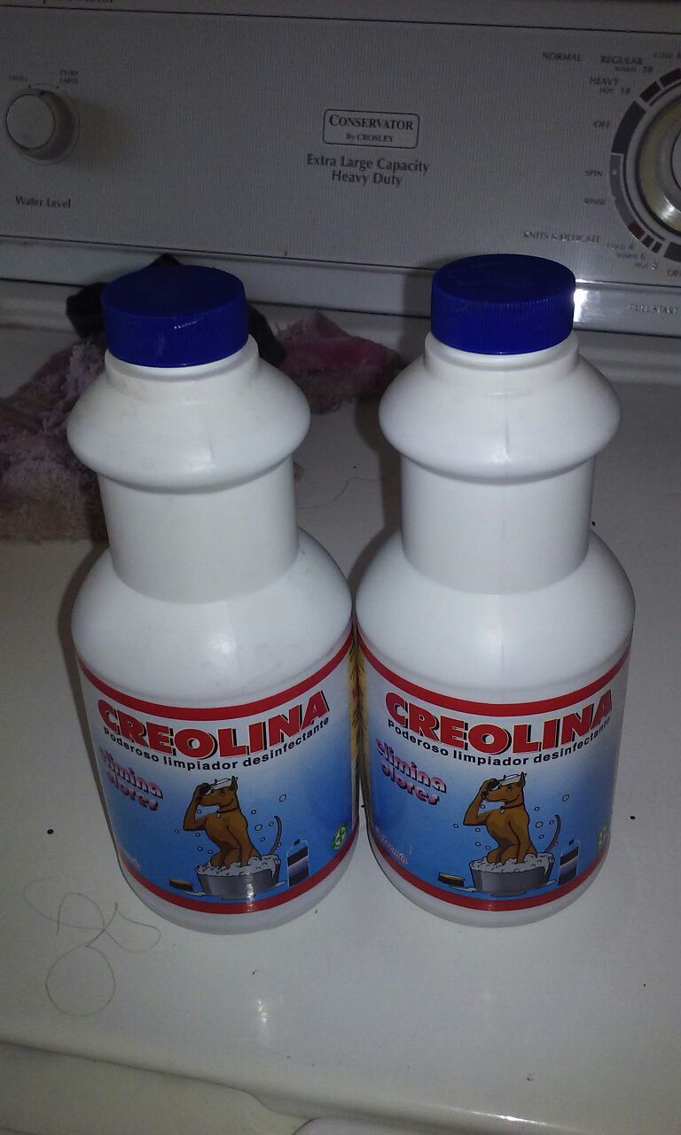 Creolina mexicana