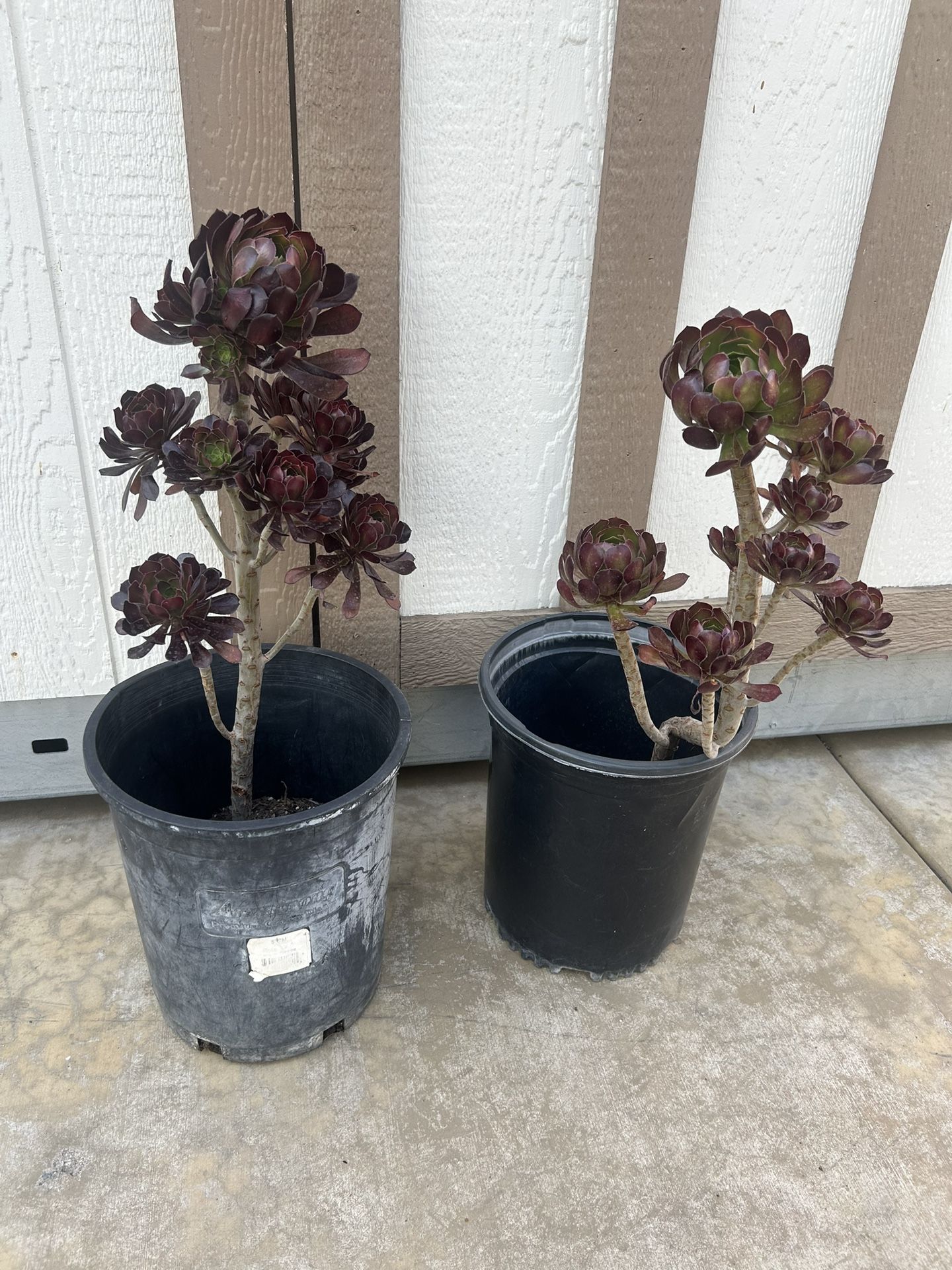 Aeonium Black Rose Plant