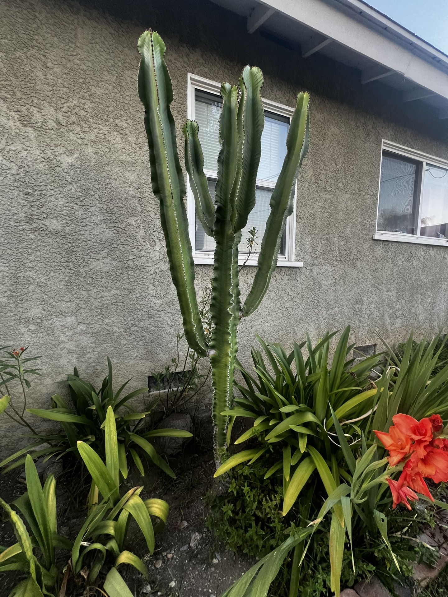 Big Cactus Plant Succulent Available