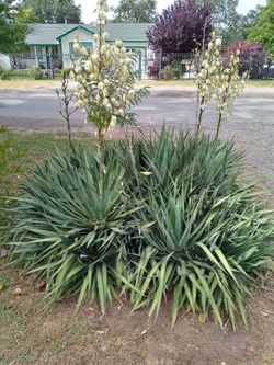 Adam's Needle Yucca Filamentosa Plant (Free)