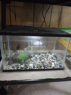 Aqurium
