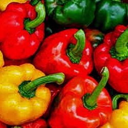 Calif Wonder Pepper Seedling Plant 1 Gallon