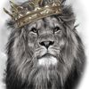BaBa LioN