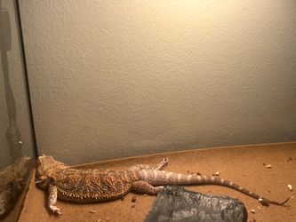 Bearded dragon w/ supplies