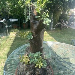 Trunk Succulents 