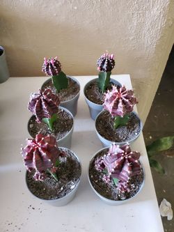 Cactus
