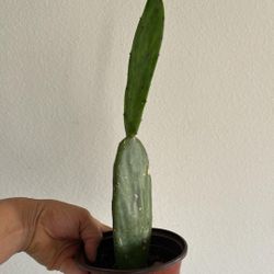 Small Cactus Plant 
