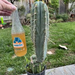 Trichocereus Peruvianus “San Marcos”