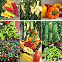 Organic pepper plants