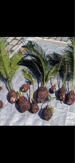 Sago palm PUPs