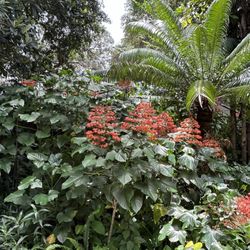 Orange Boda’s Red Father Fires, Celos, Purple And Green Lime Green