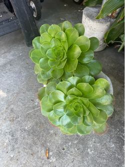 Desert plant  rose