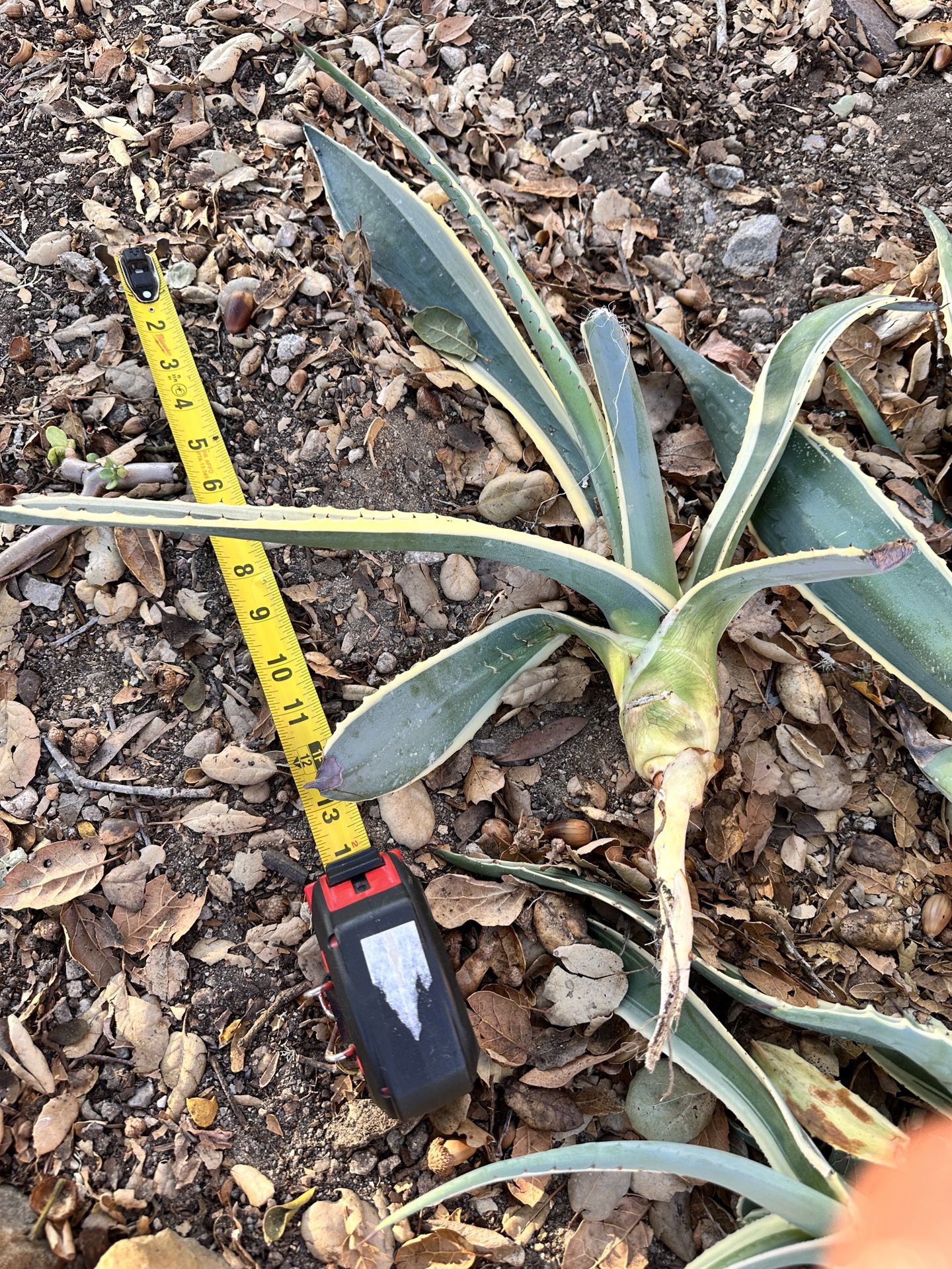 Agaves For Sale
