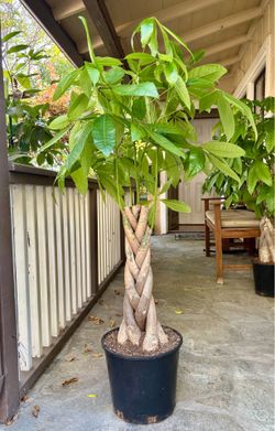 Braided money tree with extra thick trunks
