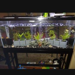 Aquarium 55 Gallon 