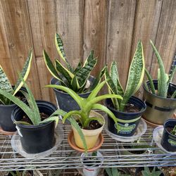 Plants For Sale