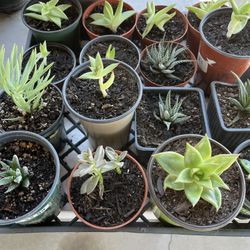 Succulents 16 Babies 