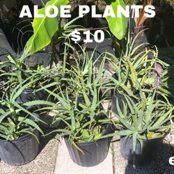 Aloe plants 3 Gallon