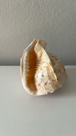 Seashell Decoration- Cassis cornuta