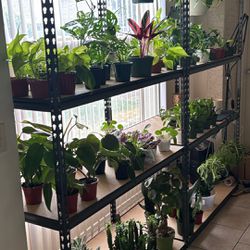 Plants For Sale 