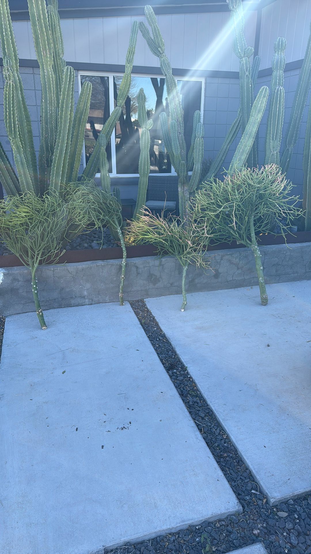 Firestick Trees Fire Stick Trees