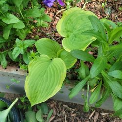 Hosta plant