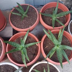 Aloe Vera Plants