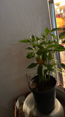 Potted Pepper Plant