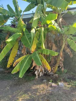 Banana plant and peach tree