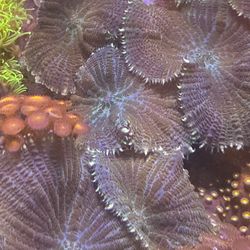 Healty green soft Coral mushrooms