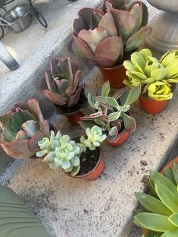 Succulent